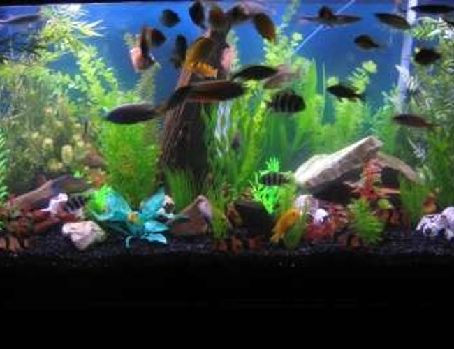 90 gallons freshwater fish tank (mostly fish and non-living decorations) - my 90! 90 gallons freshwater fish tank (mostly fish and non-living decorations) - my 90!