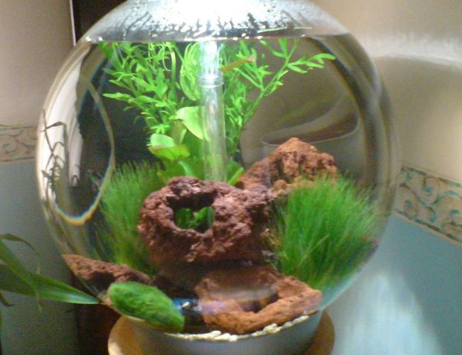13 gallons freshwater fish tank (mostly fish and non-living decorations) - 60 litre biorb (this is my second tank, my first tank is currently number 1 out of 1477 under spirulina31) 13 gallons freshwater fish tank (mostly fish and non-living decorations) - 60 litre biorb (this is my second tank, my first tank is currently number 1 out of 1477 under spirulina31)