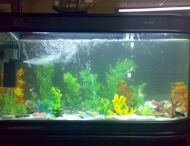 80 gallons freshwater fish tank (mostly fish and non-living decorations) - 80 gallon brand new tank 80 gallons freshwater fish tank (mostly fish and non-living decorations) - 80 gallon brand new tank