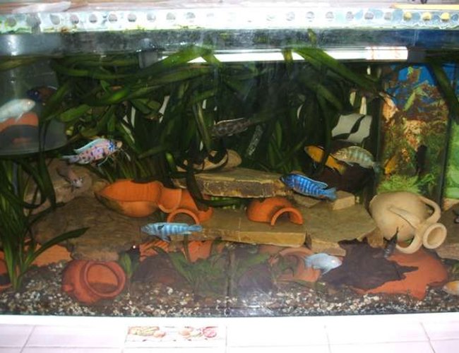 70 gallons freshwater fish tank (mostly fish and non-living decorations) - aquarium cichlid 70 gallons freshwater fish tank (mostly fish and non-living decorations) - aquarium cichlid
