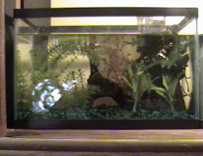500 gallons freshwater fish tank (mostly fish and non-living decorations) - AN EMPTY ENDLER 500 gallons freshwater fish tank (mostly fish and non-living decorations) - AN EMPTY ENDLER
