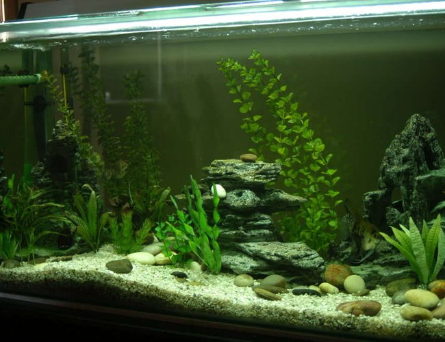 80 gallons freshwater fish tank (mostly fish and non-living decorations) - This is my first tank 80 gallons freshwater fish tank (mostly fish and non-living decorations) - This is my first tank