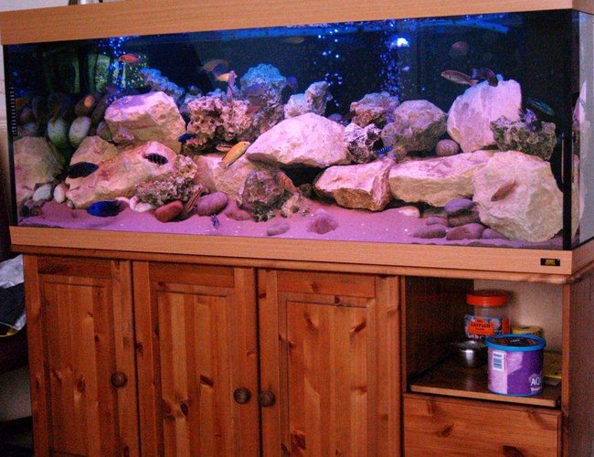 87 gallons freshwater fish tank (mostly fish and non-living decorations) - Malawi Mansion is a Jewel 400L
Filtered by jewel jumbo internal and Eheim ecco 600lph external filter.
Rockwork is of cotswold and ocean rock with north sea pebbles.
Substrate is of fine sand.
Lighting is of aqua glo and marine blue.
Airpump is TetraTec 400 87 gallons freshwater fish tank (mostly fish and non-living decorations) - Malawi Mansion is a Jewel 400L
Filtered by jewel jumbo internal and Eheim ecco 600lph external filter.
Rockwork is of cotswold and ocean rock with north sea pebbles.
Substrate is of fine sand.
Lighting is of aqua glo and marine blue.
Airpump is TetraTec 400