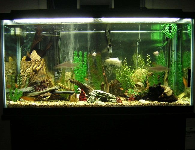 90 gallons freshwater fish tank (mostly fish and non-living decorations) - 90 gallon fresh water tank. 90 gallons freshwater fish tank (mostly fish and non-living decorations) - 90 gallon fresh water tank.