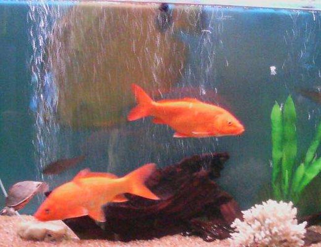 105 gallons freshwater fish tank (mostly fish and non-living decorations) - 105 gallons of refreshment 105 gallons freshwater fish tank (mostly fish and non-living decorations) - 105 gallons of refreshment