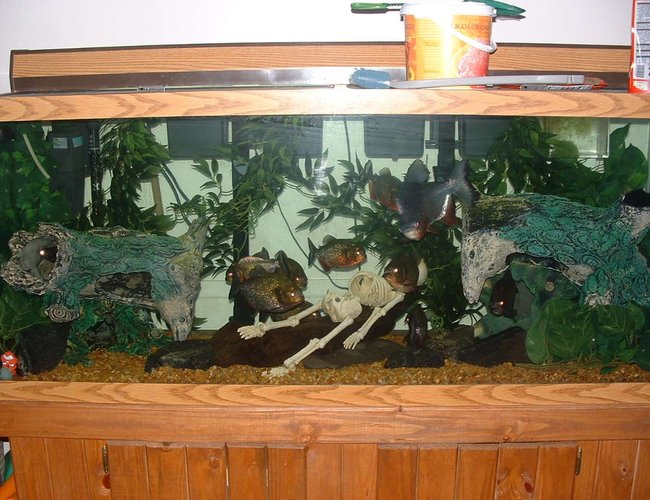 120 gallons freshwater fish tank (mostly fish and non-living decorations) - I have a 120 gal tank and i have 10 Piranhas and 1 pacu living in it. I have 2 emperors 400 and a 150 wet/dry keeping it clean and healthy. I got a 300 watt heater keeping it nice and warm. One 48in light bulb and housing. A 900 gph power head keeping the water moving. Two 15lb bags of rocks on the bottom of the tank, 4 plastic hanging plants. Four plastic tree trunks for hiding. 120 gallons freshwater fish tank (mostly fish and non-living decorations) - I have a 120 gal tank and i have 10 Piranhas and 1 pacu living in it. I have 2 emperors 400 and a 150 wet/dry keeping it clean and healthy. I got a 300 watt heater keeping it nice and warm. One 48in light bulb and housing. A 900 gph power head keeping the water moving. Two 15lb bags of rocks on the bottom of the tank, 4 plastic hanging plants. Four plastic tree trunks for hiding.