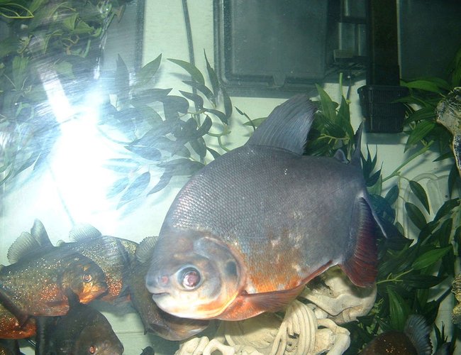 120 gallons freshwater fish tank (mostly fish and non-living decorations) - I have a 120 gal tank and i have 10 Piranhas and 1 pacu living in it. I have 2 emperors 400 and a 150 wet/dry keeping it clean and healthy. I got a 300 watt heater keeping it nice and warm. One 48in light bulb and housing. A 900 gph power head keeping the water moving. Two 15lb bags of rocks on the bottom of the tank, 4 plastic hanging plants. Four plastic tree trunks for hiding. 120 gallons freshwater fish tank (mostly fish and non-living decorations) - I have a 120 gal tank and i have 10 Piranhas and 1 pacu living in it. I have 2 emperors 400 and a 150 wet/dry keeping it clean and healthy. I got a 300 watt heater keeping it nice and warm. One 48in light bulb and housing. A 900 gph power head keeping the water moving. Two 15lb bags of rocks on the bottom of the tank, 4 plastic hanging plants. Four plastic tree trunks for hiding.