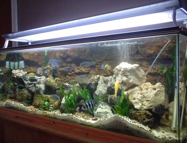 120 gallons freshwater fish tank (mostly fish and non-living decorations) - afican cichild tank 120 gallons freshwater fish tank (mostly fish and non-living decorations) - afican cichild tank