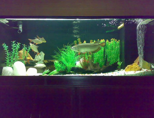 260 gallons freshwater fish tank (mostly fish and non-living decorations) - Arowana Tank with four Tinfoils 260 gallons freshwater fish tank (mostly fish and non-living decorations) - Arowana Tank with four Tinfoils