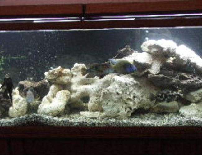 125 gallons freshwater fish tank (mostly fish and non-living decorations) - rectangular tank 125 gallons freshwater fish tank (mostly fish and non-living decorations) - rectangular tank