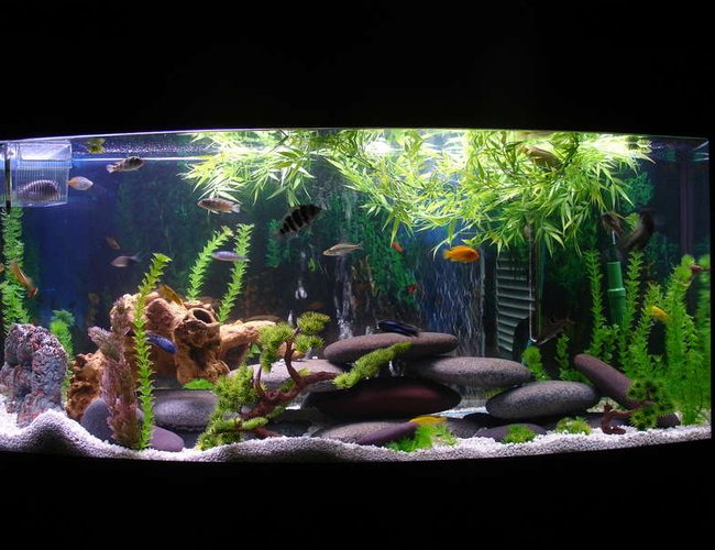 72 gallons freshwater fish tank (mostly fish and non-living decorations) - whole tank view 72 gallons freshwater fish tank (mostly fish and non-living decorations) - whole tank view