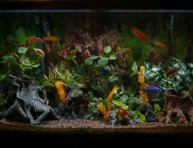 80 gallons freshwater fish tank (mostly fish and non-living decorations) - my tank 80 gallons freshwater fish tank (mostly fish and non-living decorations) - my tank