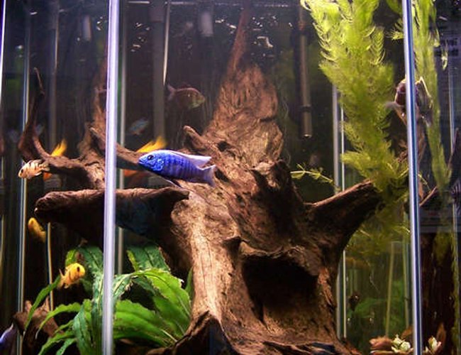 60 gallons freshwater fish tank (mostly fish and non-living decorations) - I tried to keep the tank as natural looking as possible. It is really hard to take a good picture of a hexagon tank. 60 gallons freshwater fish tank (mostly fish and non-living decorations) - I tried to keep the tank as natural looking as possible. It is really hard to take a good picture of a hexagon tank.