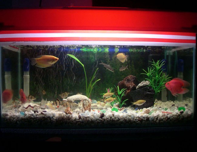 67 gallons freshwater fish tank (mostly fish and non-living decorations) - the picture of my 18 gallon tank 67 gallons freshwater fish tank (mostly fish and non-living decorations) - the picture of my 18 gallon tank