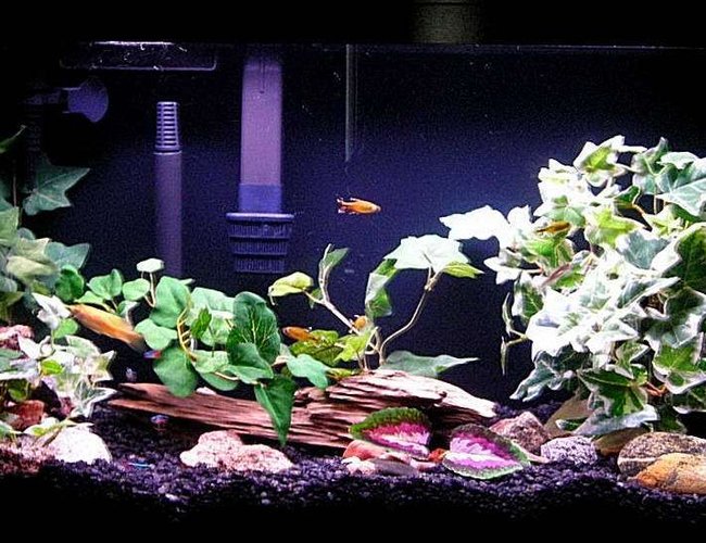 20 gallons freshwater fish tank (mostly fish and non-living decorations) - I upgraded my 20L to a 29gal with black rock. Sorry about the white line in the photo its the door in background. 20 gallons freshwater fish tank (mostly fish and non-living decorations) - I upgraded my 20L to a 29gal with black rock. Sorry about the white line in the photo its the door in background.