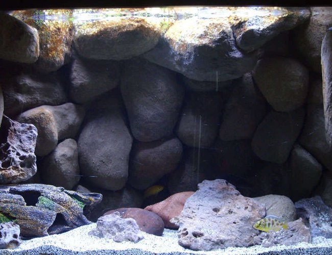 20 gallons freshwater fish tank (mostly fish and non-living decorations) - Lake Malawi Mbuna Tank 20 gallons freshwater fish tank (mostly fish and non-living decorations) - Lake Malawi Mbuna Tank