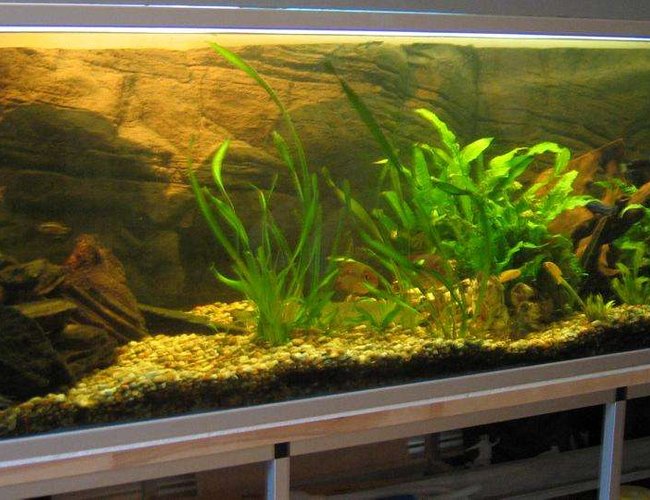 60 gallons freshwater fish tank (mostly fish and non-living decorations) - the usual 60 gallons freshwater fish tank (mostly fish and non-living decorations) - the usual