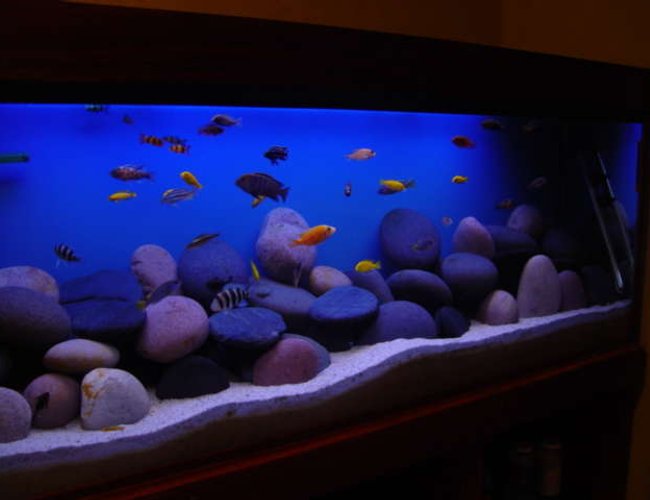 1892 gallons freshwater fish tank (mostly fish and non-living decorations) - my tank 1892 gallons freshwater fish tank (mostly fish and non-living decorations) - my tank