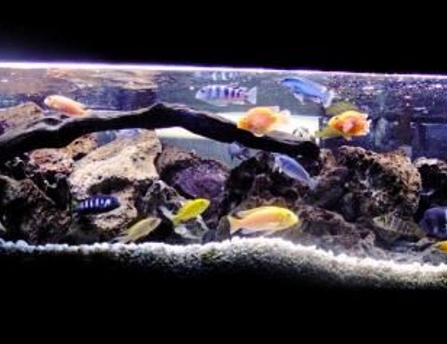 60 gallons freshwater fish tank (mostly fish and non-living decorations) - More recent shot of my main African tank. 60 gallons freshwater fish tank (mostly fish and non-living decorations) - More recent shot of my main African tank.