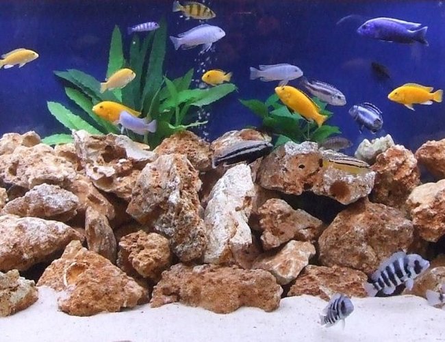 280 gallons freshwater fish tank (mostly fish and non-living decorations) - My tank is a 1000 ltr Tanks with a 200 Ltr sump. Everything is homemade except for the pumps. This tank includes a mixture of cichlids from Lake Malawi, Lake Tanganyika and Lake Victoria. 280 gallons freshwater fish tank (mostly fish and non-living decorations) - My tank is a 1000 ltr Tanks with a 200 Ltr sump. Everything is homemade except for the pumps. This tank includes a mixture of cichlids from Lake Malawi, Lake Tanganyika and Lake Victoria.