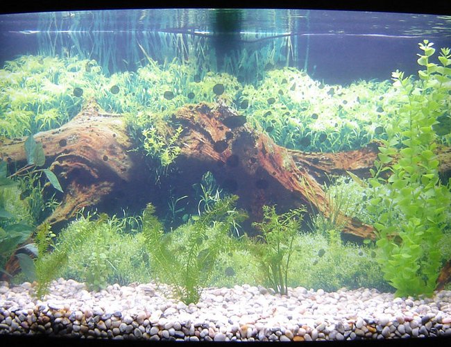 65 gallons freshwater fish tank (mostly fish and non-living decorations) - 3 Koi: one yamabuki ogon; one kohaku, too lazy to determine which variety; and a tancho kin kit utsuri but with a lot of black on it's back a white underbelly, most likely a mixed breed. I had to rearrange the live plants today to clean some of the decorations so the layout is rather poor. Most likely I'll have to rearrange it sometime once the live plants start growing bigger and I'll also need to properly attach the background. 65 gallons freshwater fish tank (mostly fish and non-living decorations) - 3 Koi: one yamabuki ogon; one kohaku, too lazy to determine which variety; and a tancho kin kit utsuri but with a lot of black on it's back a white underbelly, most likely a mixed breed. I had to rearrange the live plants today to clean some of the decorations so the layout is rather poor. Most likely I'll have to rearrange it sometime once the live plants start growing bigger and I'll also need to properly attach the background.
