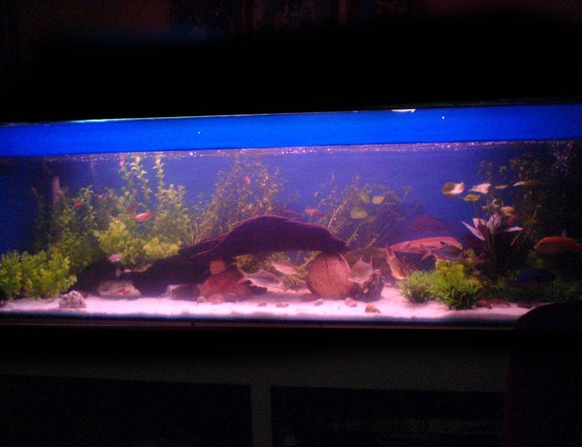 112 gallons freshwater fish tank (mostly fish and non-living decorations) - This giant aquarium, i have spent a lot of money & time to it. i used 2 bags of white sand just to get reflection at the bottom of the tank from the lighting above. i used 2 sets of water filter to keep this tank clear. there is a lot of variety of fish, big & small, but some how i manage to keep them in harmony. I keep most of the plant at one side for the small fish to play around and hide and a bigger space at the other end for big fish play around. The red plant at the right side is some how become a U-trun for my fish to turn when they came to the tank's wall. I need to learn a lot on how to make my tank a heaven for my pets. Please leave comments and ideas on how to make my tank better. Thank you sifus. 112 gallons freshwater fish tank (mostly fish and non-living decorations) - This giant aquarium, i have spent a lot of money & time to it. i used 2 bags of white sand just to get reflection at the bottom of the tank from the lighting above. i used 2 sets of water filter to keep this tank clear. there is a lot of variety of fish, big & small, but some how i manage to keep them in harmony. I keep most of the plant at one side for the small fish to play around and hide and a bigger space at the other end for big fish play around. The red plant at the right side is some how become a U-trun for my fish to turn when they came to the tank's wall. I need to learn a lot on how to make my tank a heaven for my pets. Please leave comments and ideas on how to make my tank better. Thank you sifus.