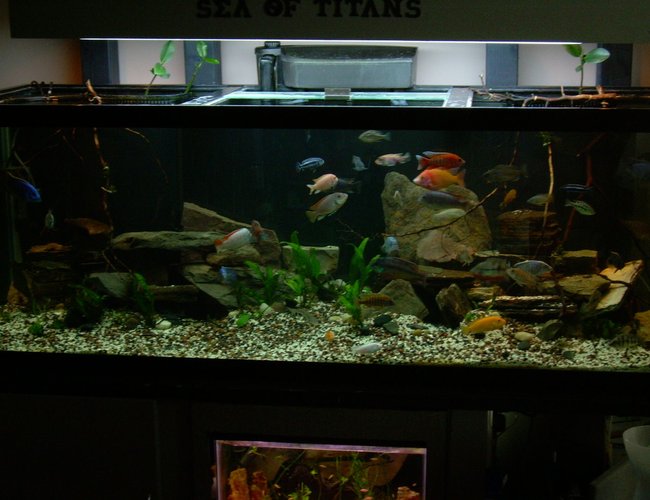 200 gallons freshwater fish tank (mostly fish and non-living decorations) - SeaOfTitans LakeMalawi
Haps Peacocks Mbunas
Haps
3-:Electric Blue Ahli:
(M)-Haplochromis Sciaenochromis fryeri (Maleri Is.)
(F)-Sciaenochromis fryeri (Chewere)
(M/o)-Sciaenochromis fryeri (Likoma Is.)
2-:Fusco: (?/?)Nimbochromis fuscotaeniatus
Peacocks
1-:Regal Peacock: (M)-Aulonocara hansbaenschi
1-:SunShine Peacock: (M)-Gold Peacock Hybrid
1-:Wild: (M)-Aulonocara brevindus
1-:Eureka:(M)-Aulonocara jacobfreibergi "Eureka"
2-:Red Empress:
(M)-Protomelas taeniolatus (Namalenje Is.)
(F)-Protomelas taeniolatus (Namalenje Is.)
2-:(F):Aulonocara jacobfreibergi "Otter Point"
1-YellowJacket: (?)Aulonocara baenschi
2:RedPeacock:
(M)-Aulonocara (Rubescens)
(F)-Aulonocara (Rubescens)
Mbuna's
3-:Red Top's:
(M/os)-Metriaclima pyrsonotos
(M/rs)--Metriaclima pyrsonotos
(F/rs)--Metriaclima pyrsonotos
1-:AlbinoRTZ: -(F/a)Metriaclima greshakei (Albino)
1-: (M/ys)-Metriaclima greshakei
1-:(M)-Pseudotropheus sp. "Elongatus Ndumbi"
1-:(M)-Pseudotropheus socolofi
3-:(M/M/F):Melanochromis cyaneorhabdos
4-:RedZebra:
(F)-Pseudotropheus estherae
(M)-Pseudotropheus estherae
(?)-Pseudotropheus estherae
(?)-Pseudotropheus estherae
1-:AlbinoRedZebra: (?)Pseudotropheus estherae
1-:(?):Metriaclima sp. "Blue Reef"
1-OB KakiColors:(?)Metriaclima callainos (OB)
1-:(?):YellowPetrotilapia sp. "mumbo yellow"
1-:(?): Pseudotropheus sp. "ElongatusYellowtail"
35Total
Frys
Aulonocara Jacobreibergi X Aulonocara Hansbaenshi
Metriaclima Pyrsonotos X Metriaclima Pyrsonotos
Metriaclima Pyrsonotos X Metriaclima Greshakei
Metriaclima Greshakei "Albino" X Metriaclima Pyrsonotos
Pseudotropheus estherae X Metriaclima Pyrsonotos
Pseudotropheus estherae X Pseudotropheus estherae
Sciaenochromis Fryeri(Chewere) X Sciaenochromis Fryeri(Likomals) 200 gallons freshwater fish tank (mostly fish and non-living decorations) - SeaOfTitans LakeMalawi
Haps Peacocks Mbunas
Haps
3-:Electric Blue Ahli:
(M)-Haplochromis Sciaenochromis fryeri (Maleri Is.)
(F)-Sciaenochromis fryeri (Chewere)
(M/o)-Sciaenochromis fryeri (Likoma Is.)
2-:Fusco: (?/?)Nimbochromis fuscotaeniatus
Peacocks
1-:Regal Peacock: (M)-Aulonocara hansbaenschi
1-:SunShine Peacock: (M)-Gold Peacock Hybrid
1-:Wild: (M)-Aulonocara brevindus
1-:Eureka:(M)-Aulonocara jacobfreibergi "Eureka"
2-:Red Empress:
(M)-Protomelas taeniolatus (Namalenje Is.)
(F)-Protomelas taeniolatus (Namalenje Is.)
2-:(F):Aulonocara jacobfreibergi "Otter Point"
1-YellowJacket: (?)Aulonocara baenschi
2:RedPeacock:
(M)-Aulonocara (Rubescens)
(F)-Aulonocara (Rubescens)
Mbuna's
3-:Red Top's:
(M/os)-Metriaclima pyrsonotos
(M/rs)--Metriaclima pyrsonotos
(F/rs)--Metriaclima pyrsonotos
1-:AlbinoRTZ: -(F/a)Metriaclima greshakei (Albino)
1-: (M/ys)-Metriaclima greshakei
1-:(M)-Pseudotropheus sp. "Elongatus Ndumbi"
1-:(M)-Pseudotropheus socolofi
3-:(M/M/F):Melanochromis cyaneorhabdos
4-:RedZebra:
(F)-Pseudotropheus estherae
(M)-Pseudotropheus estherae
(?)-Pseudotropheus estherae
(?)-Pseudotropheus estherae
1-:AlbinoRedZebra: (?)Pseudotropheus estherae
1-:(?):Metriaclima sp. "Blue Reef"
1-OB KakiColors:(?)Metriaclima callainos (OB)
1-:(?):YellowPetrotilapia sp. "mumbo yellow"
1-:(?): Pseudotropheus sp. "ElongatusYellowtail"
35Total
Frys
Aulonocara Jacobreibergi X Aulonocara Hansbaenshi
Metriaclima Pyrsonotos X Metriaclima Pyrsonotos
Metriaclima Pyrsonotos X Metriaclima Greshakei
Metriaclima Greshakei "Albino" X Metriaclima Pyrsonotos
Pseudotropheus estherae X Metriaclima Pyrsonotos
Pseudotropheus estherae X Pseudotropheus estherae
Sciaenochromis Fryeri(Chewere) X Sciaenochromis Fryeri(Likomals)