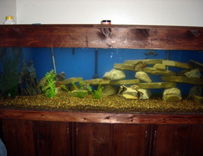 250 gallons freshwater fish tank (mostly fish and non-living decorations) - just setup a 2 weeks ago still working on the rock 250 gallons freshwater fish tank (mostly fish and non-living decorations) - just setup a 2 weeks ago still working on the rock