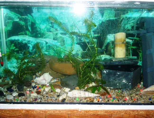 700 gallons freshwater fish tank (mostly fish and non-living decorations) - dwarf cichlid tank 2 .5 foot, whipped up in 1 day 700 gallons freshwater fish tank (mostly fish and non-living decorations) - dwarf cichlid tank 2 .5 foot, whipped up in 1 day