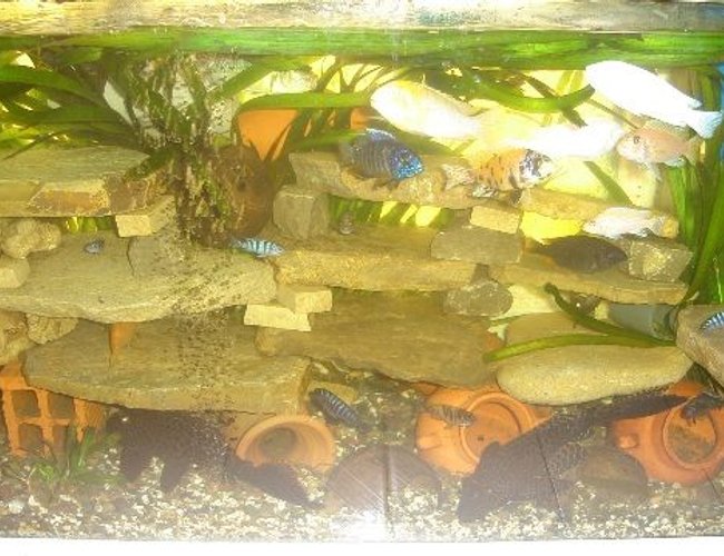 70 gallons freshwater fish tank (mostly fish and non-living decorations) - cichlides africain 70 gallons freshwater fish tank (mostly fish and non-living decorations) - cichlides africain