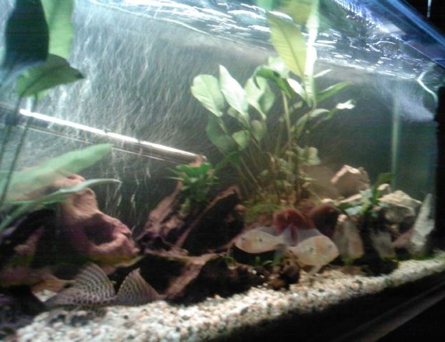 70 gallons freshwater fish tank (mostly fish and non-living decorations) - tank 70 gallons freshwater fish tank (mostly fish and non-living decorations) - tank