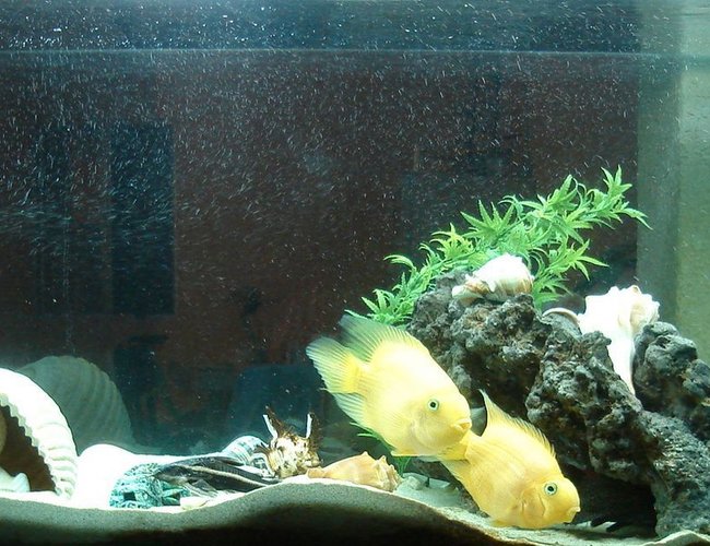 45 gallons freshwater fish tank (mostly fish and non-living decorations) - acuario con caracoles marinos y plantas , con ciclidos amarillos electricos, espero les guste. 45 gallons freshwater fish tank (mostly fish and non-living decorations) - acuario con caracoles marinos y plantas , con ciclidos amarillos electricos, espero les guste.