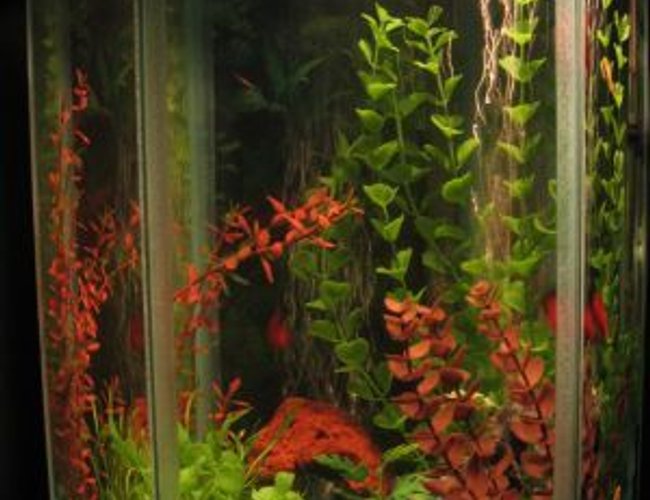 22 gallons freshwater fish tank (mostly fish and non-living decorations) - default 22 gallons freshwater fish tank (mostly fish and non-living decorations) - default