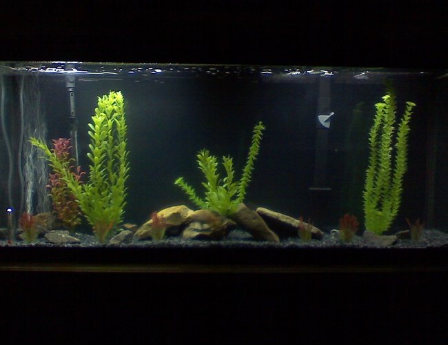 45 gallons freshwater fish tank (mostly fish and non-living decorations) - My 55 gal Oscar tank 45 gallons freshwater fish tank (mostly fish and non-living decorations) - My 55 gal Oscar tank