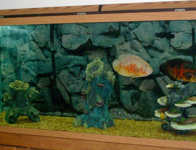 220 gallons freshwater fish tank (mostly fish and non-living decorations) - 220 gallon. tank is 6 foot long x 2 foot wide. tank and background were purchased at Greentree pet center in Clarksville, Indiana. 220 gallons freshwater fish tank (mostly fish and non-living decorations) - 220 gallon. tank is 6 foot long x 2 foot wide. tank and background were purchased at Greentree pet center in Clarksville, Indiana.