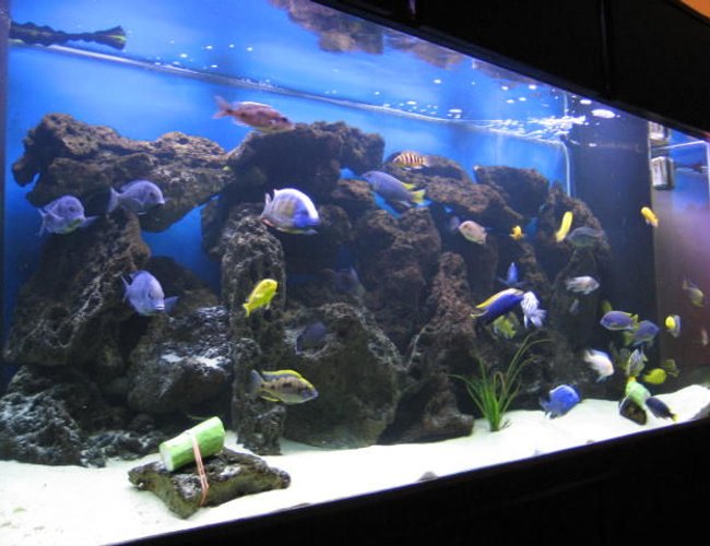 225 gallons freshwater fish tank (mostly fish and non-living decorations) - Updated semi-side shot of my 225 gallon. 225 gallons freshwater fish tank (mostly fish and non-living decorations) - Updated semi-side shot of my 225 gallon.