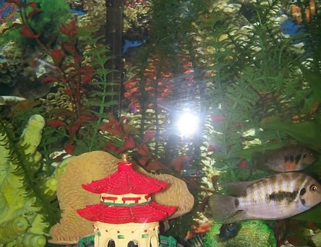 26 gallons freshwater fish tank (mostly fish and non-living decorations) - JAILHOUSE ROCK'S CONVICT TANK
ROUND 19 CONVICTS, 2 PARENTS & THEIR 17 ADULT CHILDREN WE HAVE LOTS MORE THEIR ONLY THE FIRST BATCH!!!!
CONVICTS...THE RABBITS OF THE TANK 26 gallons freshwater fish tank (mostly fish and non-living decorations) - JAILHOUSE ROCK'S CONVICT TANK
ROUND 19 CONVICTS, 2 PARENTS & THEIR 17 ADULT CHILDREN WE HAVE LOTS MORE THEIR ONLY THE FIRST BATCH!!!!
CONVICTS...THE RABBITS OF THE TANK