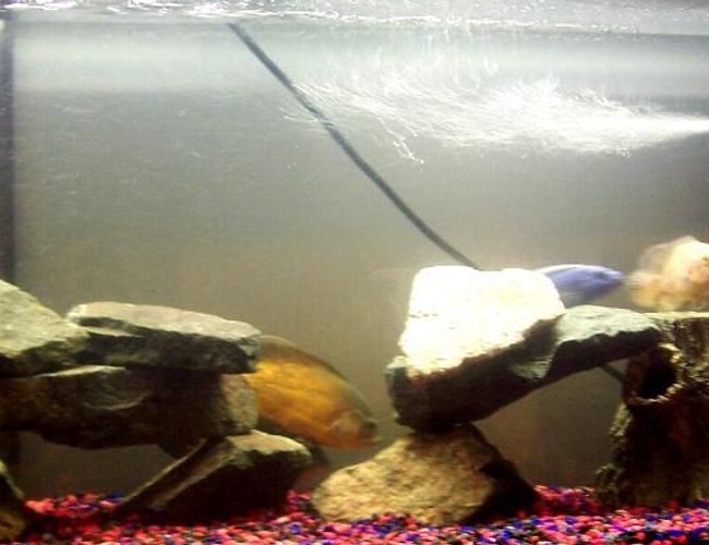 250 gallons freshwater fish tank (mostly fish and non-living decorations) - Tank =) 250 gallons freshwater fish tank (mostly fish and non-living decorations) - Tank =)