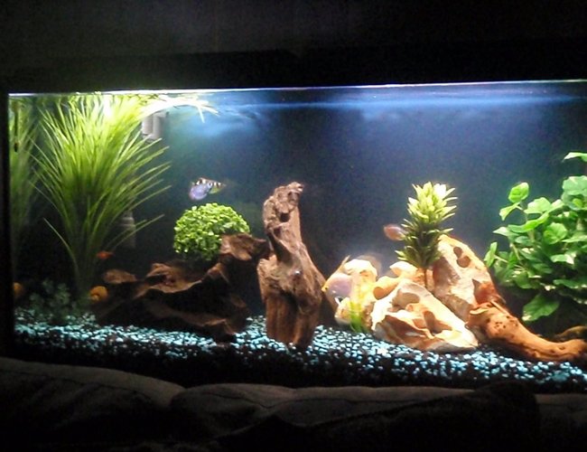60 gallons freshwater fish tank (mostly fish and non-living decorations) - Front tank view. 60 gallons freshwater fish tank (mostly fish and non-living decorations) - Front tank view.