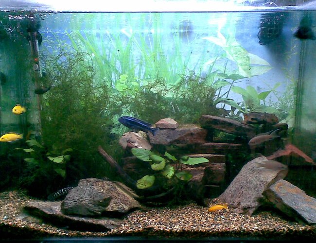 45 gallons freshwater fish tank (mostly fish and non-living decorations) - The Blue Jahanni is a camera hog everytime we took a pic he was in it. The rocks on the bottom where the transcriptus is, is where all the babies hide (really cute at feeding time). And the Sonadontus hides behind all the rocks at the back only popping his head out at night or when it is feeding. (PLEASE FORGIVE THE NAME BEING SPELT INCORRECTLY) 45 gallons freshwater fish tank (mostly fish and non-living decorations) - The Blue Jahanni is a camera hog everytime we took a pic he was in it. The rocks on the bottom where the transcriptus is, is where all the babies hide (really cute at feeding time). And the Sonadontus hides behind all the rocks at the back only popping his head out at night or when it is feeding. (PLEASE FORGIVE THE NAME BEING SPELT INCORRECTLY)