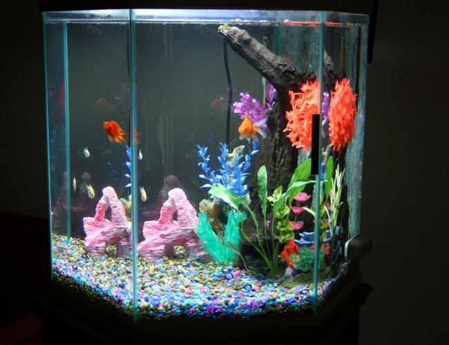 43 gallons freshwater fish tank (mostly fish and non-living decorations) - Right Side View of 43 GL Tank. 43 gallons freshwater fish tank (mostly fish and non-living decorations) - Right Side View of 43 GL Tank.