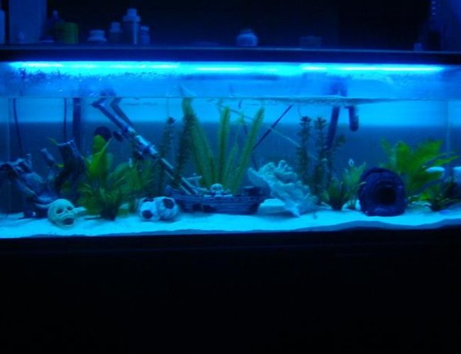 60 gallons freshwater fish tank (mostly fish and non-living decorations) - My Cichlid Wonderland 60 gallons freshwater fish tank (mostly fish and non-living decorations) - My Cichlid Wonderland