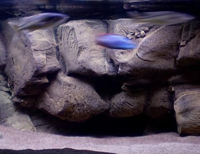 190 gallons freshwater fish tank (mostly fish and non-living decorations) - One of my tanks 190 gallons freshwater fish tank (mostly fish and non-living decorations) - One of my tanks