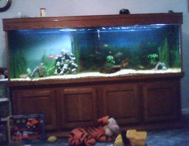 225 gallons freshwater fish tank (mostly fish and non-living decorations) - 220 gallon tank 225 gallons freshwater fish tank (mostly fish and non-living decorations) - 220 gallon tank
