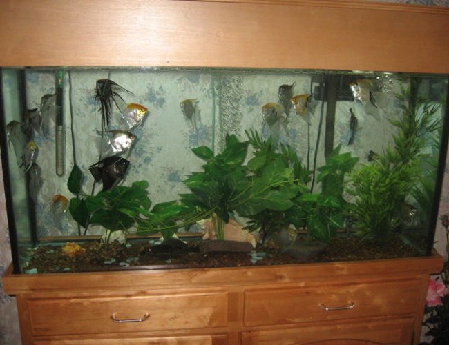60 gallons freshwater fish tank (mostly fish and non-living decorations) - 60 g Natural oak set up, 60 gallons freshwater fish tank (mostly fish and non-living decorations) - 60 g Natural oak set up,