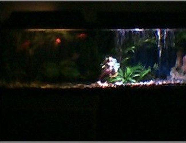 45 gallons freshwater fish tank (mostly fish and non-living decorations) - night and day 45 gallons freshwater fish tank (mostly fish and non-living decorations) - night and day