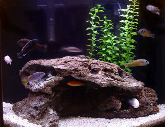 26 gallons freshwater fish tank (mostly fish and non-living decorations) - 26G Mixed African Tank. 26 gallons freshwater fish tank (mostly fish and non-living decorations) - 26G Mixed African Tank.