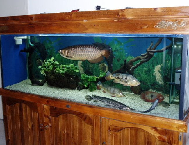 250 gallons freshwater fish tank (mostly fish and non-living decorations) - My 6x2x2 250 gallons freshwater fish tank (mostly fish and non-living decorations) - My 6x2x2