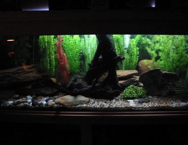 179 gallons freshwater fish tank (mostly fish and non-living decorations) - lighting effect to simulate dusk/dawn 179 gallons freshwater fish tank (mostly fish and non-living decorations) - lighting effect to simulate dusk/dawn