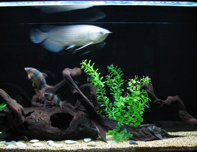 220 gallons freshwater fish tank (mostly fish and non-living decorations) - Arowana and friends 220 gallons freshwater fish tank (mostly fish and non-living decorations) - Arowana and friends